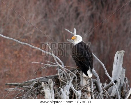 Bald Eagle oppe på en Log marmelade