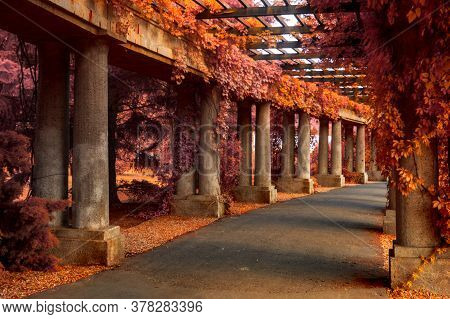 Line Of Concrete Columns Supporting Wooden Pergola With Orange Ivy Blush.