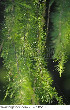 Green Branches Of Larch Beautiful Landscape Photo
