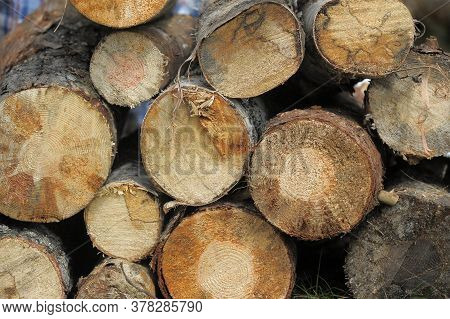 Sawn Trees For Kraft Pulp Production And Boards