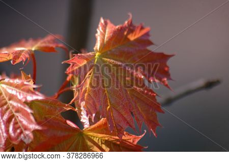 Young Red Maple Leaves Beautiful Landscape Photo