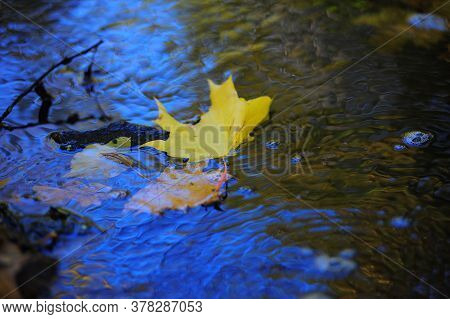 Beautiful Autumn Leaves Fell Into The Water In The Autumn Rain