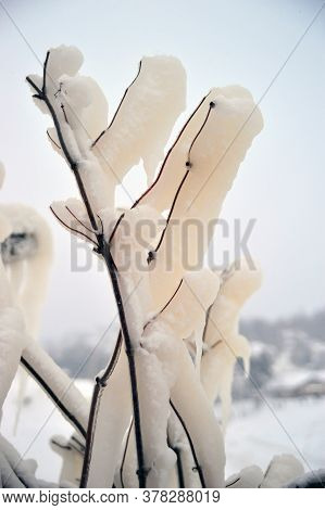 Covered With A Large Layer Of Ice Tree Branches