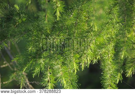 Green Branches Of Larch