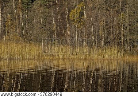 Autumn, Lake, Coast, Cane In Russia Beautiful Landscape Photo