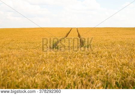 Wheat Field In Belarus, Summer Background, Nature