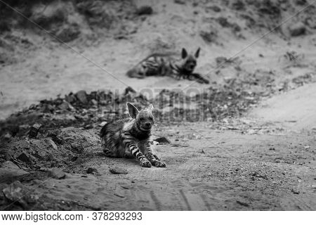 Black And White Portrait Of Striped Hyena Or Hyaena Hyaena On Forest Track During Safari At Ranthamb