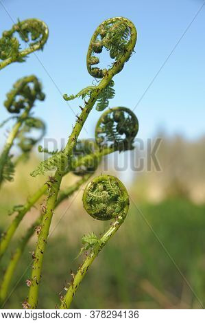 Fern Leaf Just About To Unfurl, A Type Of Pteridophyte Plant