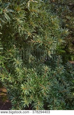 (hippophae Rhamnoides) Foliage. Thorny Deciduous Shrub In The Family Elaeagnaceae,