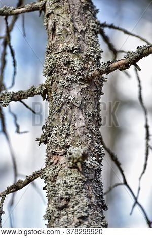 Trunk Of Pine Covered With Moss Close Up