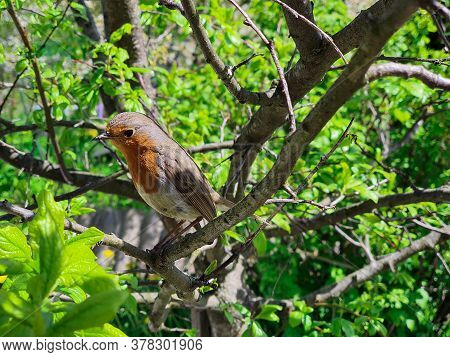 A Small Bird Sits On A Tree With An Insect In Its Beak.