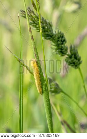Small Yellow Caterpillar On A Stipe In Natural Back
