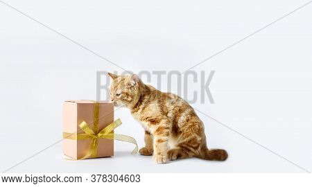 A Little Kitten Of Beautiful Color, Sits With A Festive Snr On A White Background. A Place For Text,