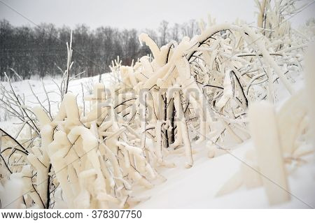 Covered With A Large Layer Of Ice Tree Branches