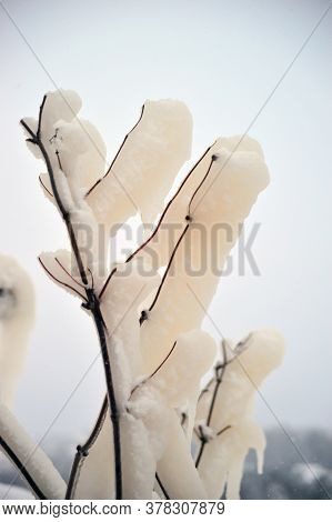 Covered With A Large Layer Of Ice Tree Branches