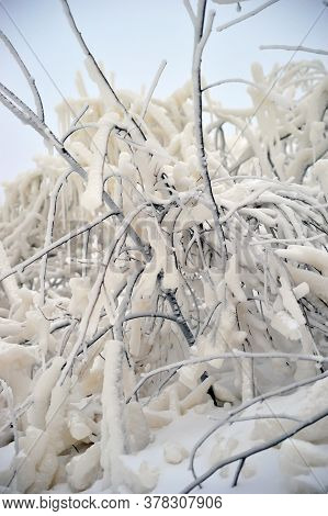 Covered With A Large Layer Of Ice Tree Branches