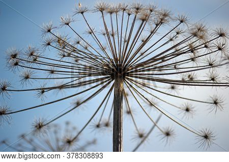 Dry Herb Hogweed Against The Blue Sky