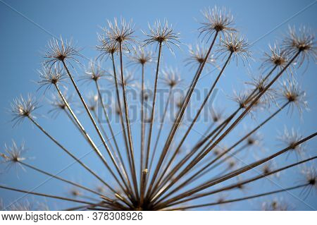 Dry Herb Hogweed