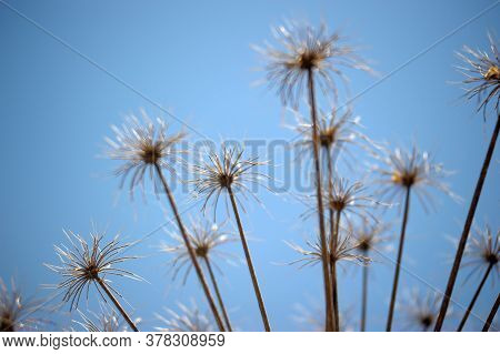 Dry Herb Hogweed