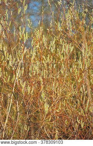 Green Willow Shoots In Spring Close Up Photo