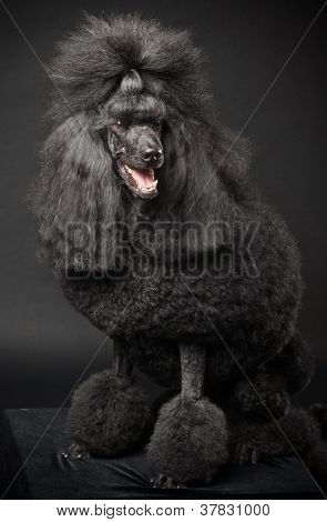 Royal sort puddel