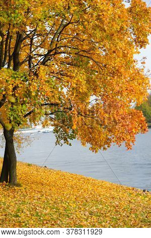 Autumn Tree Standing On The Bank Of The River