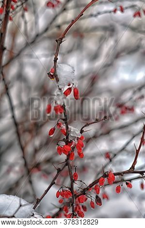Barberry On A Branch In Winter Close Up