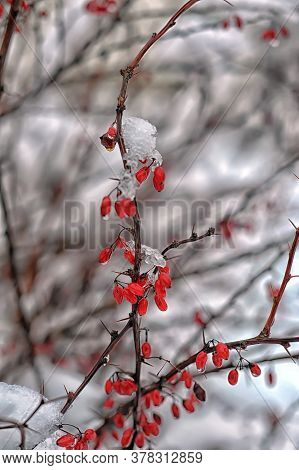 Barberry On A Branch In Winter