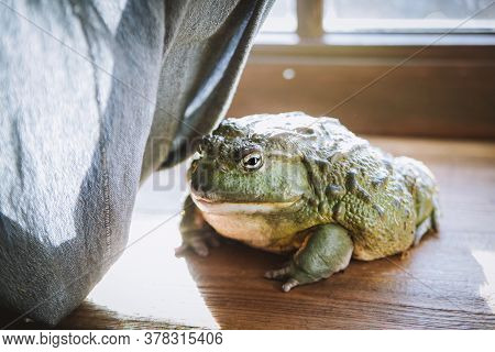 The African Bullfrog In Front Of Window