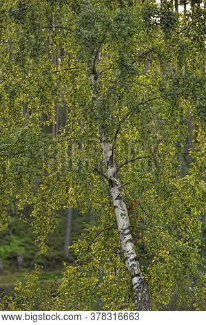 Birch With Summer Foliage,  Beautiful Forest Landscape