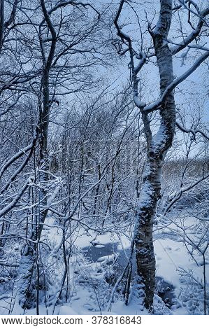 Trees Covered With Snow On The Shore