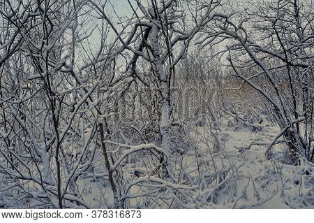 Trees Covered With Snow On The Shore