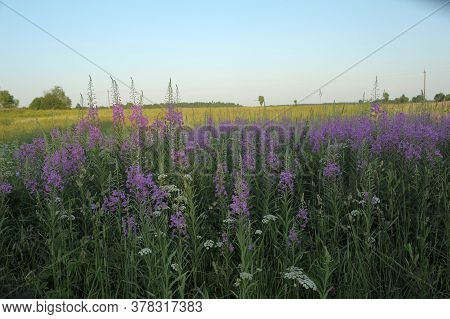 Flowering Of Tea Willow In The Field. Russia,