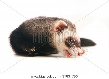 Ferret på hvid