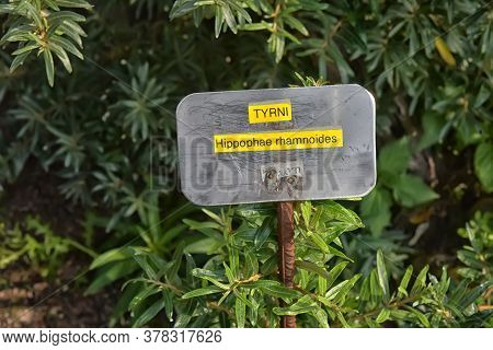 Thorny Deciduous Shrub In The Family Elaeagnaceae,