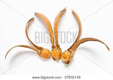 To-bevingede frugter af Dipterocarpus