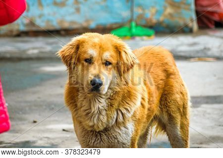 Portrait Shot Of A Furry Himalayan Dog