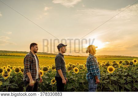 Group Of Three Farmers Father And Two Sons, In Sunflower Field, At Sunset, Family Agrobusiness