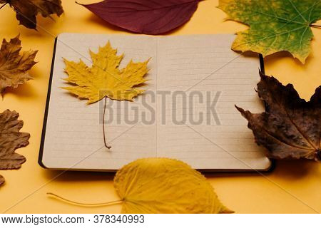 Autumn Leaves Of Maple, Oak, Notepad On A Yellow Background. Concept Of Autumn. Copy Space.
