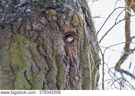 Nuthatch - Sitta Europaea Sits On The Bark Of A Tree In Which There Is A Hole And Climbs Into The Ne