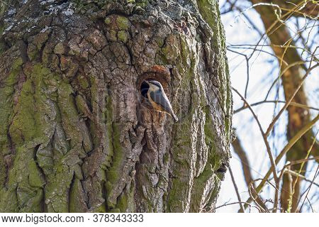 Nuthatch - Sitta Europaea Sits On The Bark Of A Tree In Which There Is A Hole And Climbs Into The Ne
