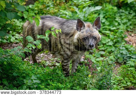Striped Hyena, Hyaena Hyaena. Animal In The Nature Habitat