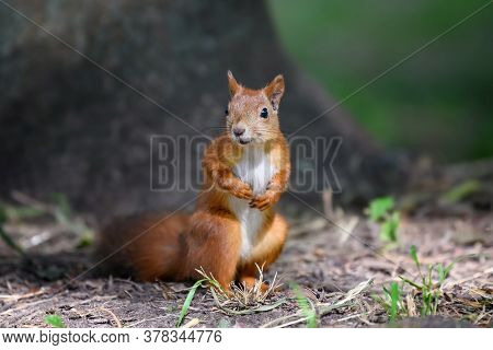 Cute Red Squirrel With Long Pointed Ears In Autumn Forerst