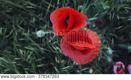 Slany, Czech Republic. Scarlet Poppies In The Green Grass
