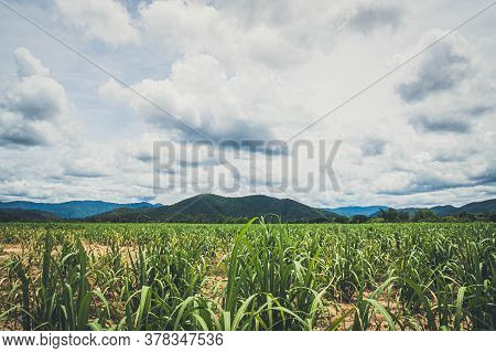 Panorama Scene Of Agriculture Farm.  Farming Business. Sugar Farm Field With Mountain On Background.
