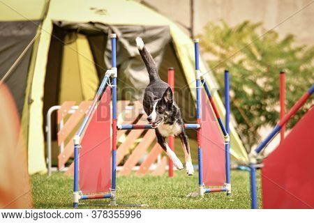 Bluemerle Border Collie Is Jumping Over The Hurdles. Amazing Day On Czech Agility Privat Training