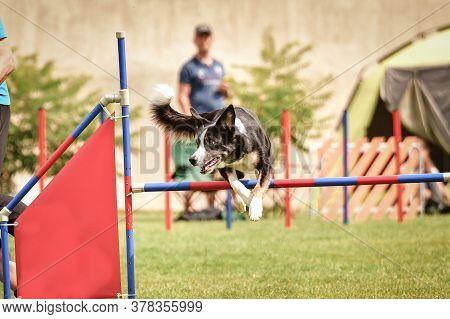 Bluemerle Border Collie Is Jumping Over The Hurdles. Amazing Day On Czech Agility Privat Training