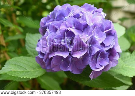 Bush With A Purple Hydrange Flower Blooming In A Garden.