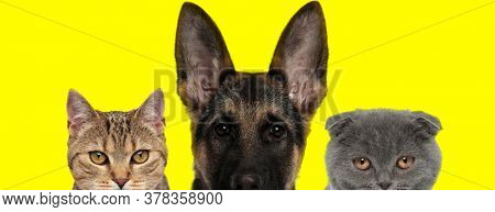team of three animals consisting of a metis cat, german shepherd dog and Scottish Fold cat are standing next to each other with no occupation on yellow background