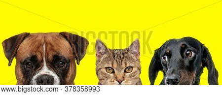 adorable couple of animals consisting of a Boxer dog, metis cat and Teckel dog are standing next to each other and looking aside and ahead on yellow background
